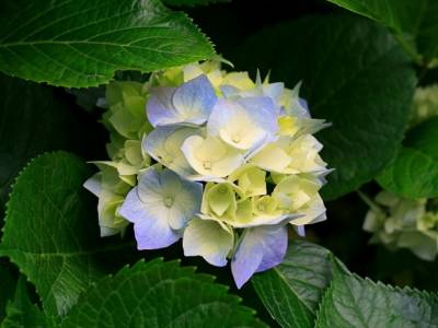 hydrangeas-1.jpg